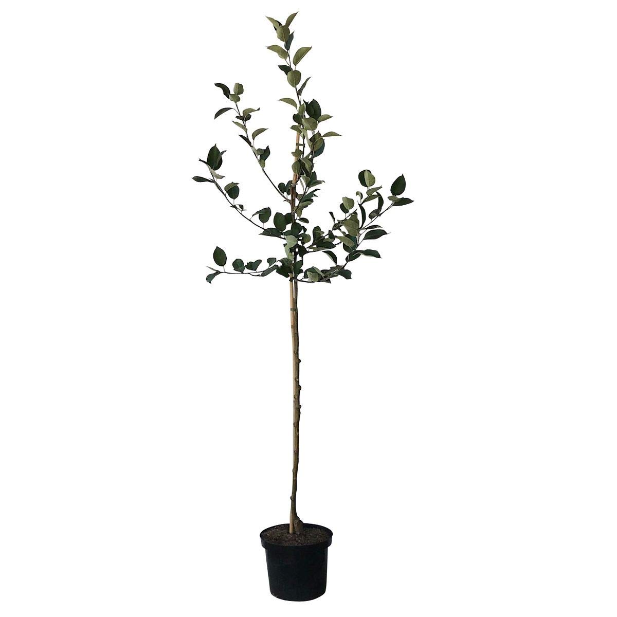 Apfelbaum Jakob Fischer historischer robuster Herbstapfel Halbstamm M7 ca. 150-170 cm im 10 Liter Topf