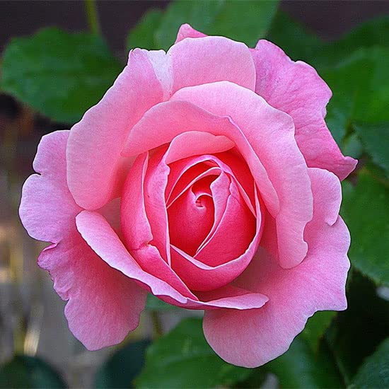 Sanju Rare Grafted Live Rare Exotic" Pink Climber" Rose Flower Plant For Balcony, Terrace, Outdoor Gardening 1 Healthy Live Plant in poly bag (B0B8WXSTNL) Amazon Price History, Amazon Price Tracker