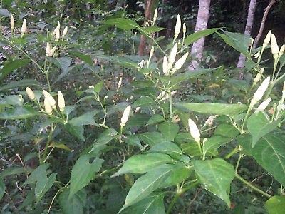 Creative Farmer Vegetable Seeds Bird Chilli -White Seeds - Bird Chilli -White Seeds Heirloom Veg Seeds Plant Seeds For Home Garden Seeds (B07N486N78) Amazon Price History, Amazon Price Tracker