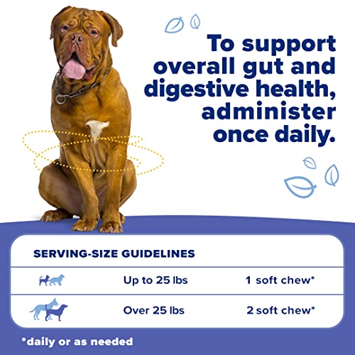 Belly Boost Probiotic Soft Chews for Dogs – Vet Formulated for Gut Health, Digestion, Allergy Relief, & Immune System Support – Smoked Pumpkin & Sweet Potato Flavor – for All Breeds & Sizes Belly Boost Probiotic Soft Chews for Dogs – Vet Formulated for Gut Health, Digestion, Allergy Relief, & Immune System Support – Smoked Pumpkin & Sweet Potato Flavor – for All Breeds & Sizes
