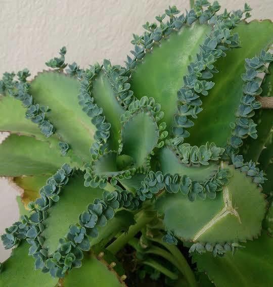 Heaven Of Saplings Bryophyllum Pinnatum/Patharchatta Plant Hybrid (Pack Of 1) MQ-656 (B0CGQSFGGG) Amazon Price History, Amazon Price Tracker