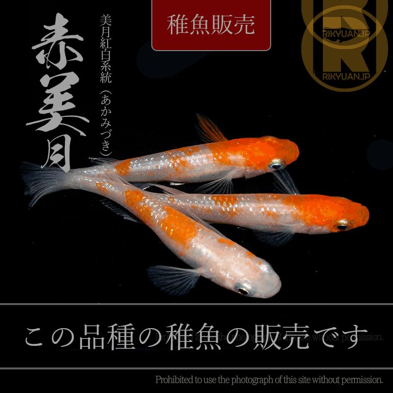 Amazon | 【稚魚】赤美月 10匹 /めだか処 利久庵/生体 成魚（稚魚 5mm 