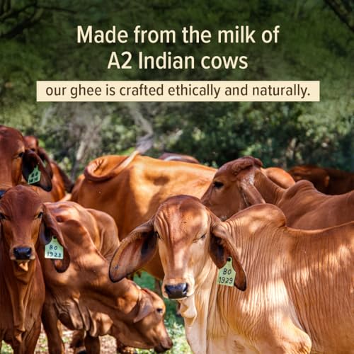 Image of Conscious Food A2 Desi Cow Ghee | 500ml | 100% Pure and Premium | Cultured Desi Cow | Natural | Grass Fed | Non - GMO | Immunity Booster | Locally Sourced | Produced in small batches (Pack of 2)