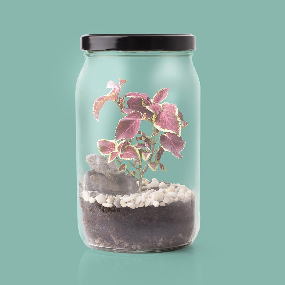 Kit Terrarium Resetea | Créez Votre Mini Écosystème à la Maison | Cadeau Original et Créatif pour Amoureux des Plantes