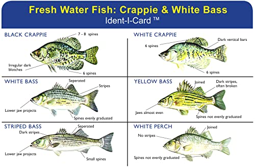 Crappie & White Bass Ident-I-Card - Freshwater Fish Identification Card