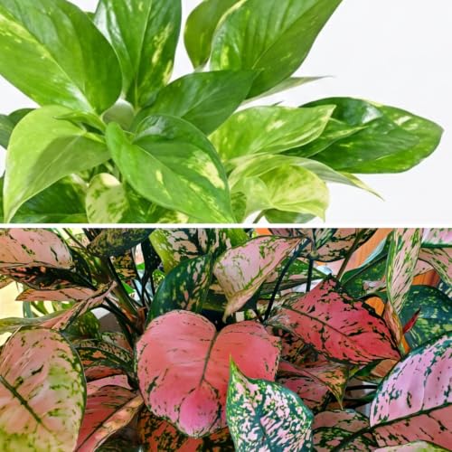 Image of Variegated Money Plant & Aglaonema Pink Valentine Live Indoor 2-Plant Combo in 4-Inch Self-Watering Matte Green Pots | Vastu Lucky Houseplants for Stylish Home & Office Decor