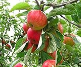 SmartMe Dwarf Honey Crisp Apple Tree 2-3 FT Fruit Trees Live Plants Trees