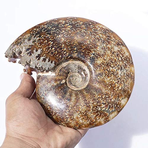 Amazon.co.jp: MOKA 1個 10cm-12cm 天然クリスタルクォーツ化石