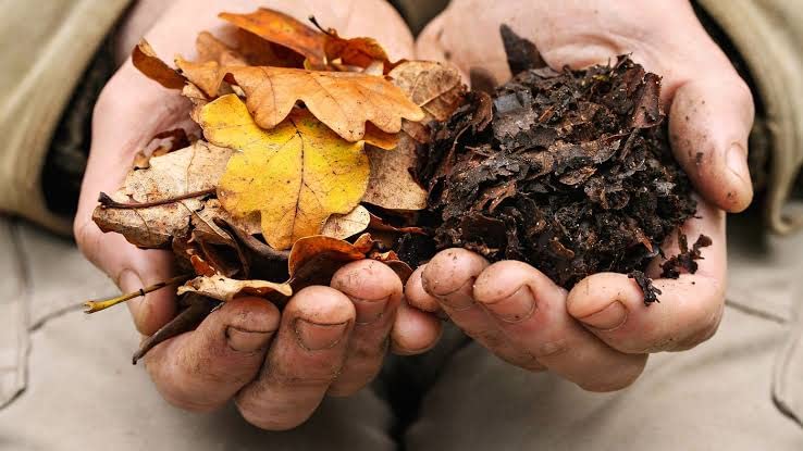 Ayodhyaretail Leaf Compost for plant-500gram (B0BX6MBKK9) Amazon Price History, Amazon Price Tracker