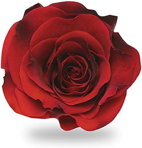 アモローサ Amorosa TI-RED-02 Preserved Flowers, Tiera, Bright Red, 6 Flowers