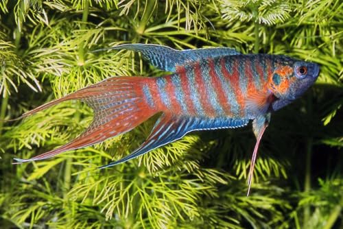 Blue Paradise Gourami Fish (Color Variety) + Aquarium Pet + Beginners + Tank and Filters + 2PK + Colorful Aquarium Fish 