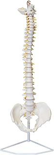 Spinal Spine Pattern with Spinal Nerves， Skull Base and Basin - Flexible Spine modeluseful SaiFei