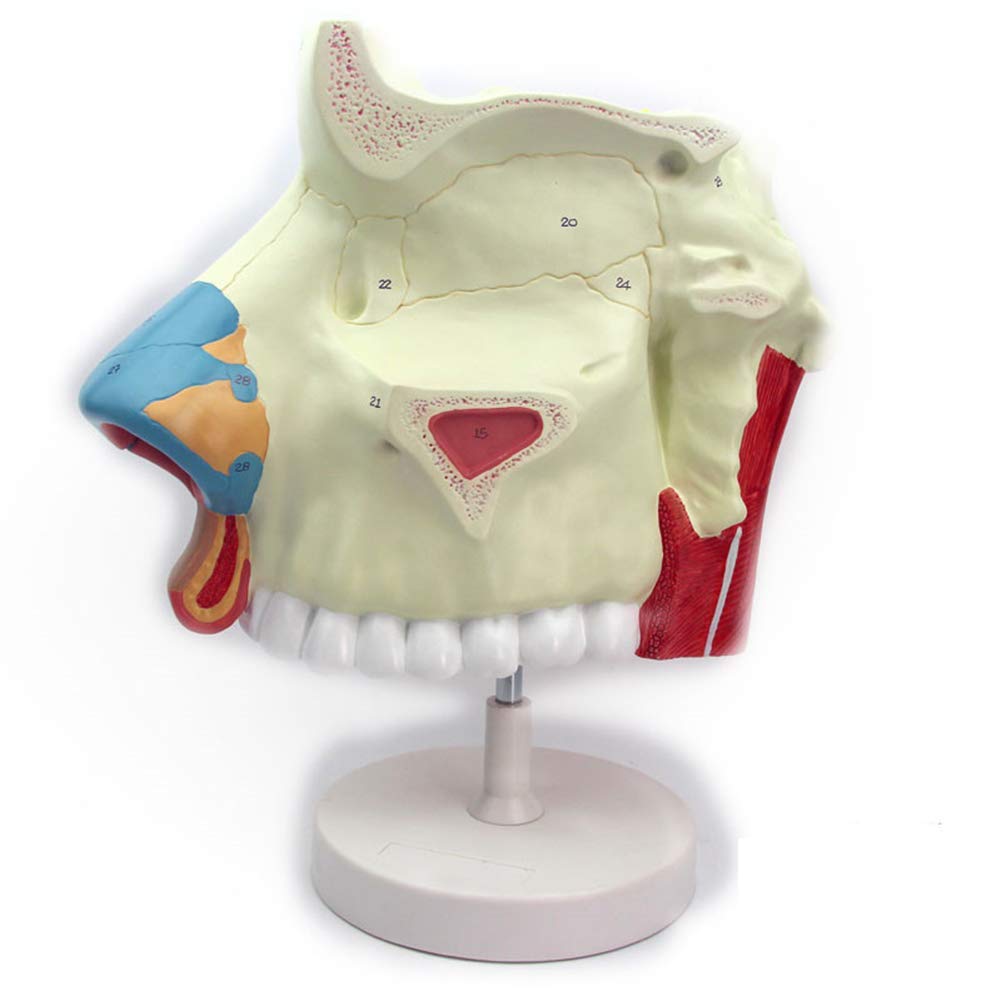 Sjdopulse Human Nasal Cavity Model (Triple Magnification) Medical Teaching Research Micro Plastic Surgery Training