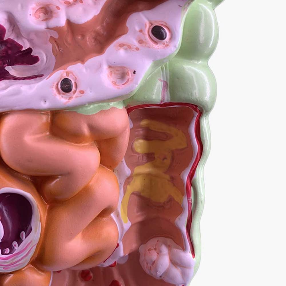 Modello 'apparato digerente Umano Anatomia gastrica Intestino Retto Duodeno Modello degli Organi Interni 'uomo