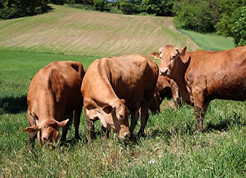 Selected by PARMAshop - Bundle Parmigiano Reggiano PDO Vacche Rosse (Red Cows) 24 months + 40 months + Gocce d'Oro Balsamic Dressing - Image 8