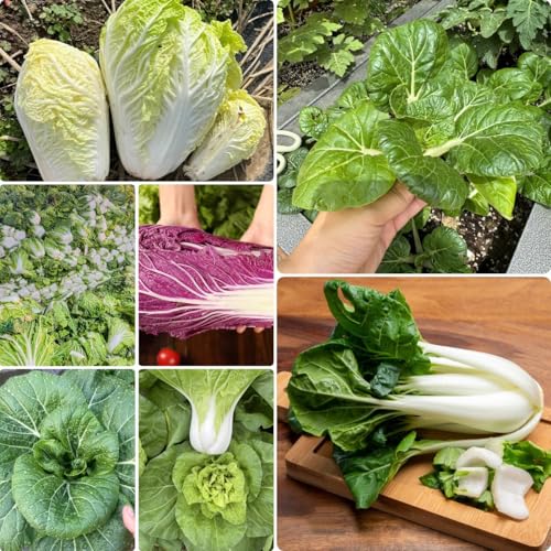50 piezas Semillas de pak choy cama elevada balcón semillas de hortalizas variedades antiguas Semillas de col china, semillas de hortalizas, regalos maceta semillas de hortalizas semillas