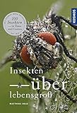  Insekten überlebensgroß