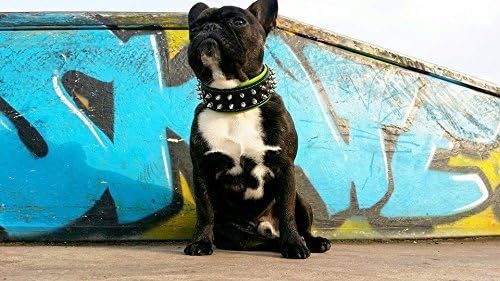 Miniatura 2 de Bestia Collar Frenchie con puntas de tornillo  100% cuero diseño Bulldog francés Pug Bulldog Terrier. 2 anchos. Suave amortiguación. Hecho a mano en