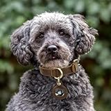 CataPurus Top Grain Leather Dog Collar, Heavy Duty Breathable Durable Hardware, Adjustable Rust-Proo