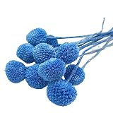 MLSG 20Pcs Natural Dried Flowers Light Blue Billy Balls Flowers 16" Dried Flower Bouquet Flowers Arr