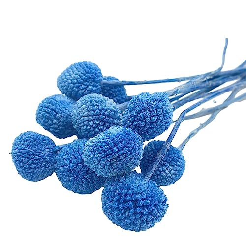Mlsg 20Pcs Natural Dried Flowers Light Blue Billy Balls Flowers 16" Dried Flower Bouquet Flowers Arrangements Bouquet For Boho Vases For Decor Wedding Home Party (Blue) #TOP4