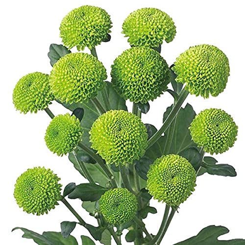 菊 切花の人気商品 通販 価格比較 価格 Com