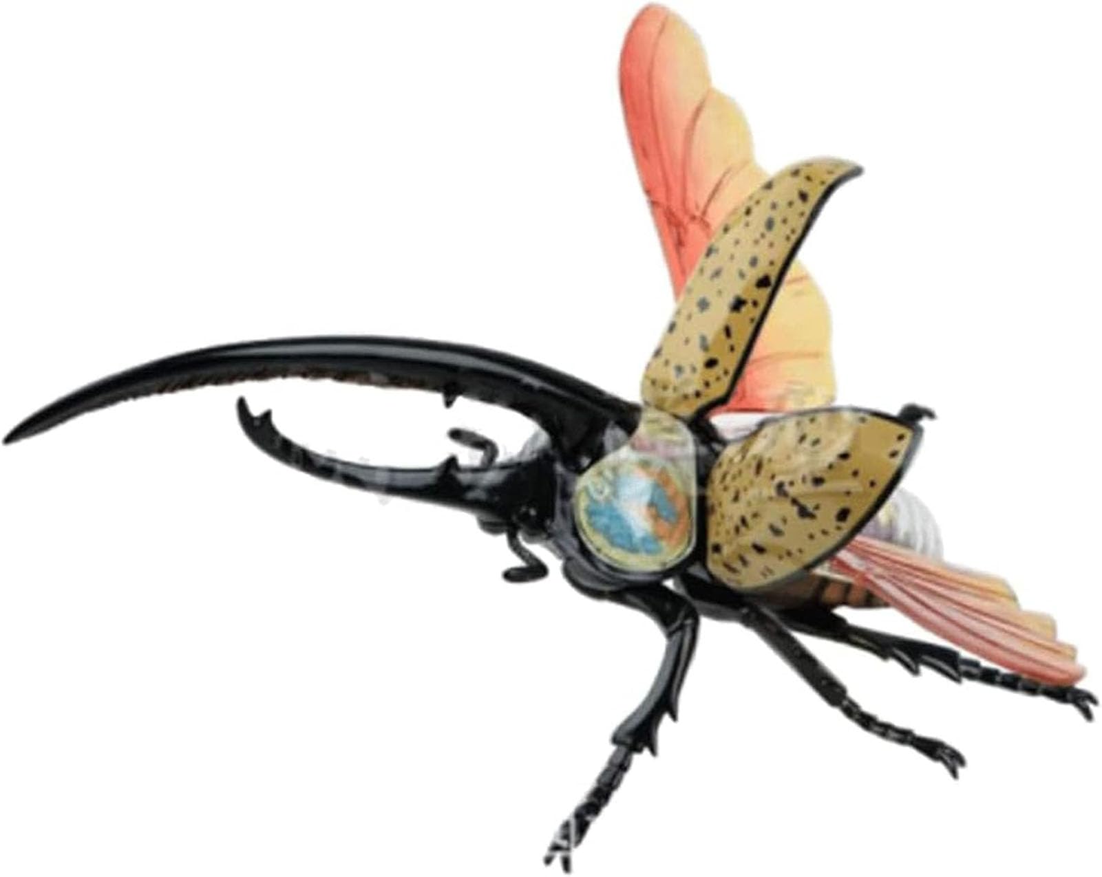 Generisch 4D Vision Käfer Anatomiemodell, 22 entfernbare Insekten Anatomie Modell Biologie Lehrmodelle Insekten Organ Modell Puzzle Montage für das Lehrstudium