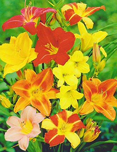 Taglilien gemischt Hemerocallis (5 Wurzelstücke) Winterhart Staude