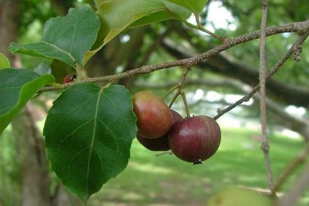 Edible & Ornamental Sweet Loovy | Lovlolika Indian Coffee Plum Live Plant – Decorative Foliage| Home Garden| Patio Setup| Great for Dual Purpose Use-image-45