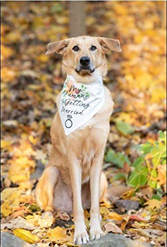 My humans are getting wedding married dog bandana,pet scarf accessories,pet accessories for dog lovers 3 My humans are getting wedding married dog bandana,pet scarf accessories,pet accessories for dog lovers - image 4