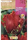  Peyca Bulbo de flor variedad Tulipan papagayo rococo 5 unidades - Rocalba