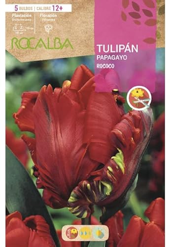 Peyca Bulbo de flor variedad Tulipan papagayo rococo 5 unidades - Rocalba