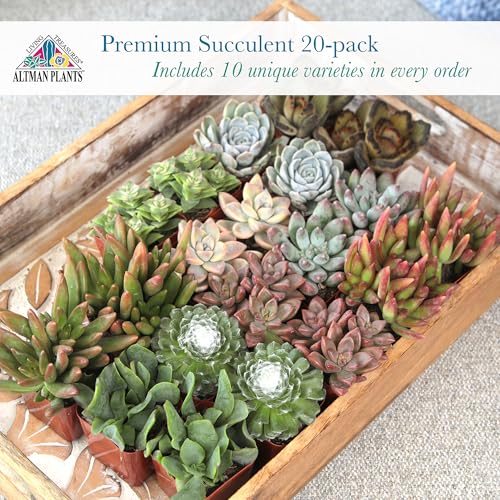 20 Live Succulent Plants Pack - Under $1 Each, Only $19.33