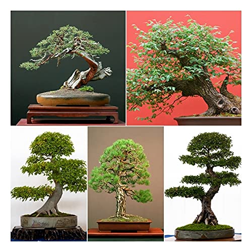 RP SeedsBonsai Tree Seed Collection No 1. 5 Individual Packets with Growing Guides. Save 15% on Normal Prices.