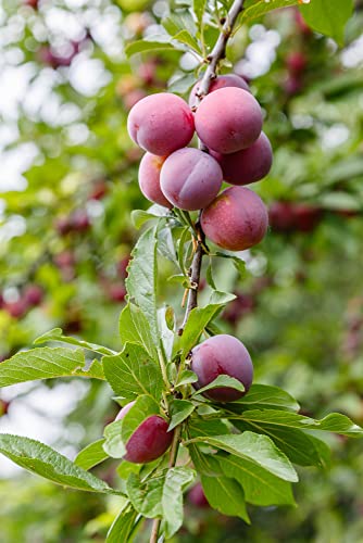 Beach Plum Fruit Tree/Shrub Seeds, 5 Seeds Per Packet, (Isla's Garden Seeds), Non Gmo & Heirloom Seeds, Botanical Name: Prunus Maritima, Family: Rosaceae #TOP2