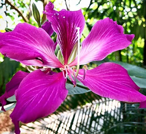 20 Bauhinia Purpurea Seeds Purple Orchid Tree Seeds #TOP3