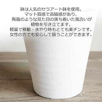 Amazon｜ツピタンサス シェフレラ 観葉植物 本物 ホワイトセラ