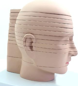 Removable Human Brain Cross-Section, Human Head Cross Section Model 12 Parts Medical Head Cross Section Horizontal Section Model for Medical Classroom Study