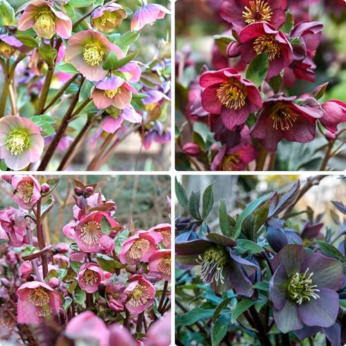 Mixed Helleborus Flower Seeds 150+ Perennial Winter-Blooming Lenten Rose Helleborus Seeds for Planting Hardy Shade-Loving Flowers for Gardens Borders Containers Non-GMO Heirloom
