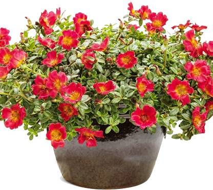 PlantaZee Portulaca Flowering Plant Healthy and Decorative for Garden (B09G6YPP6S) Amazon Price History, Amazon Price Tracker