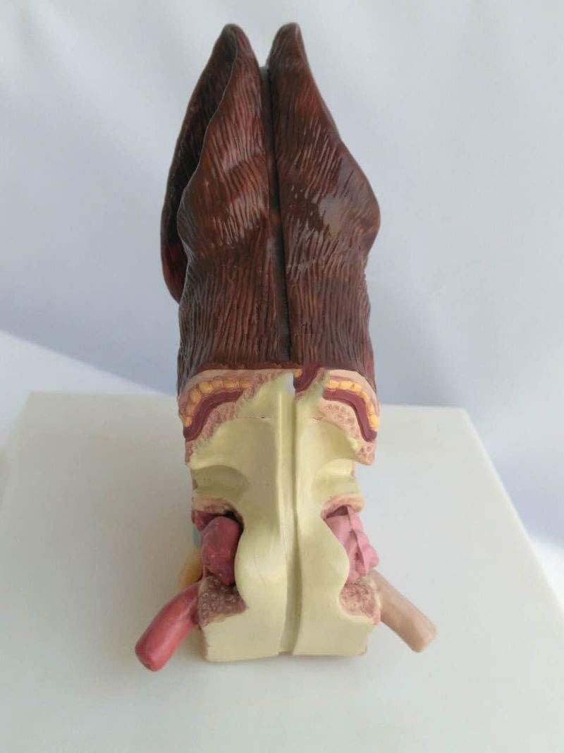 Anatomía de la Oreja del Perro, Modelo de Dos Lados, Modelo de Oreja Canina, Salud Normal y Oreja patológica infectada, Modelo de enseñanza de Equipo Veterinario Familiar.
