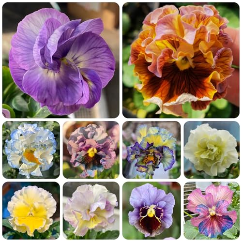 semi di viola del pensiero, campo da balcone, recisi di viola del pensiero, da balcone, balcone resistenti decorativi, 800pcs