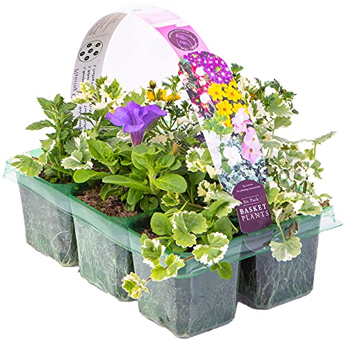 Beautiful Mixed Hanging Basket Plants for Borders Pots & Containers | 6 Pack | Outdoor | Bacopa Bidens Fuchsia Helichrysum Petunia or Verbena