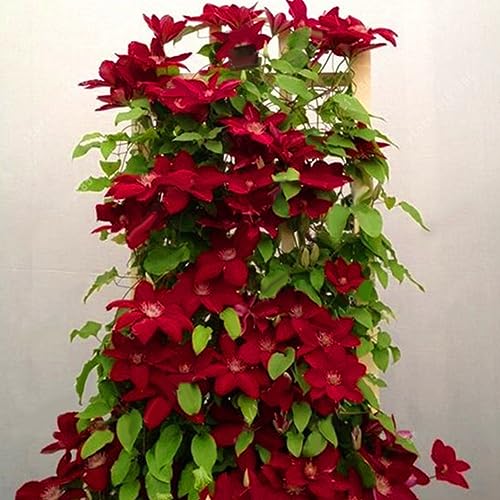 Caratteristiche dei semi delle piante: può adattarsi alla maggior parte dei terreni, ma produce i migliori frutti/ortaggi/fiori in un terreno profondo e drenante con umidità costante in una posizione soleggiata. Piantandolo da solo, raccogli anche frutta e fiori sani come godersi il divertimento nella semina.