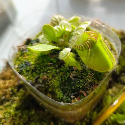 Semillas de planta carnívora de jarra enana semillas de plantas de interior de plantas verdes cefaloto folicular Decoración de jardín para exteriores Plantas de jardín perennes 65pcs