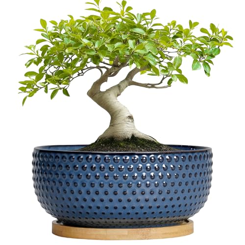 EPFamily Bonsai Pots - 8 Inch Ceramic Pots for Succulent Plants & Bonsai Tree, Planter with Drainage...