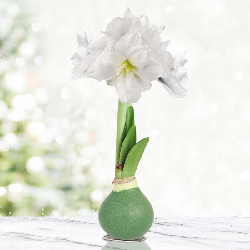 Amaryllisページ Unique Amaryllis Grow Kit - Amazon - TotalGreen Holland