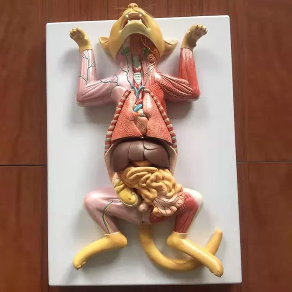 Model Anatomii Kota, Model Anatomii Trzewnej, Model Mięśni I Nerwów, Model Anatomii Do Nauczania Zwierząt, Odpowiedni Do Badań Weterynaryjnych, Model Anatomii Zwierząt