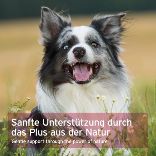 AniForte Hormon Balance Triebregulat für Hündinnen bei Läufigkeit & Scheinschwangerschaft 80 g – 100% natürliche Kräuter, unterstützt in hormonellen Phasen & Zyklus