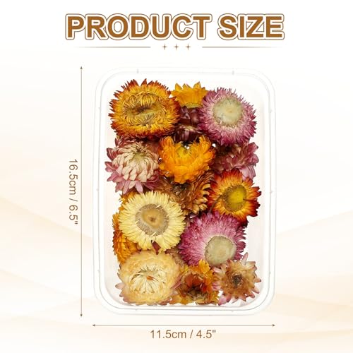 uxcell Set natural de flores secas prensadas miniatura 2